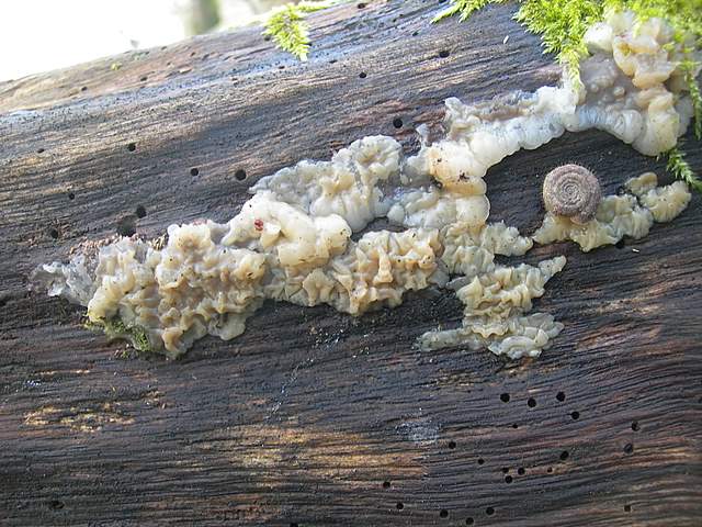 Le prime specie primaverili